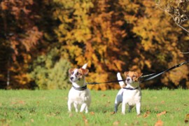 IMG 4502